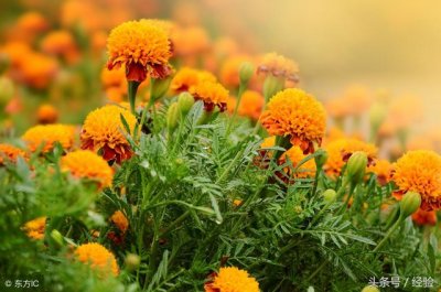 ​万寿菊的种植方法和养护过程（万寿菊栽培技术）