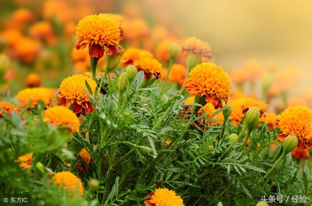 万寿菊的种植方法和养护过程（万寿菊栽培技术）(1)