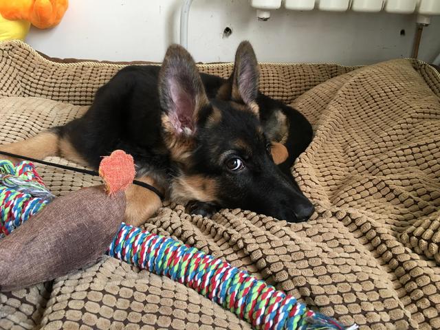 德牧的种类大全(德牧小白的成长史)(3)