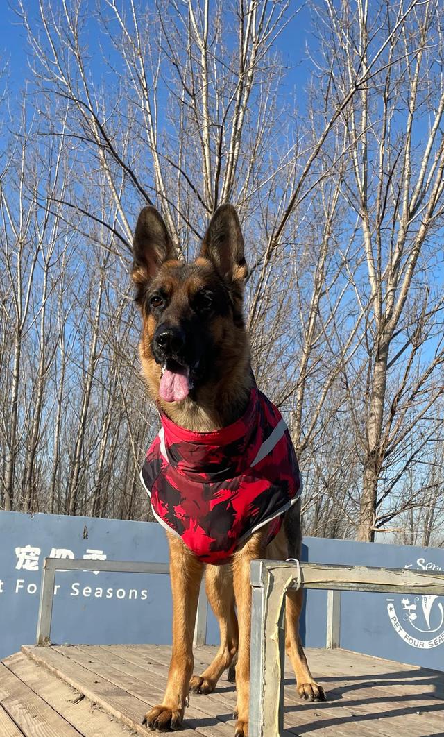 德牧的种类大全(德牧小白的成长史)(18)