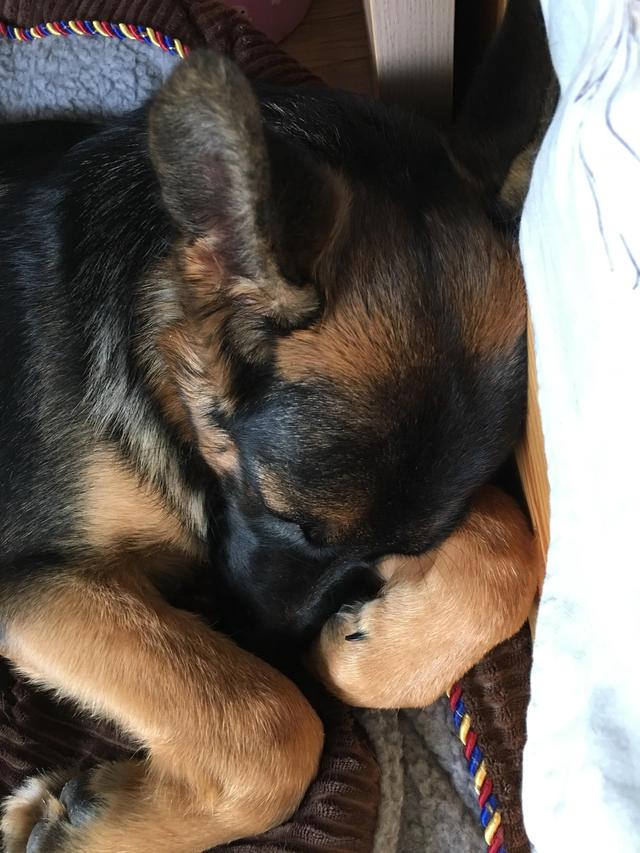 德牧的种类大全(德牧小白的成长史)(7)