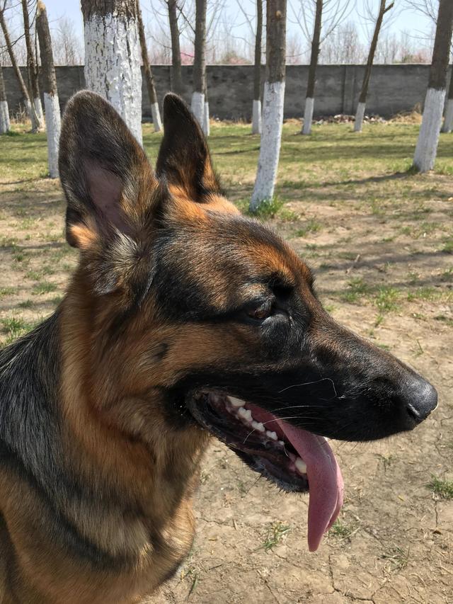 德牧的种类大全(德牧小白的成长史)(13)