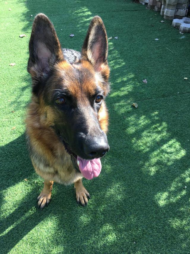 德牧的种类大全(德牧小白的成长史)(16)