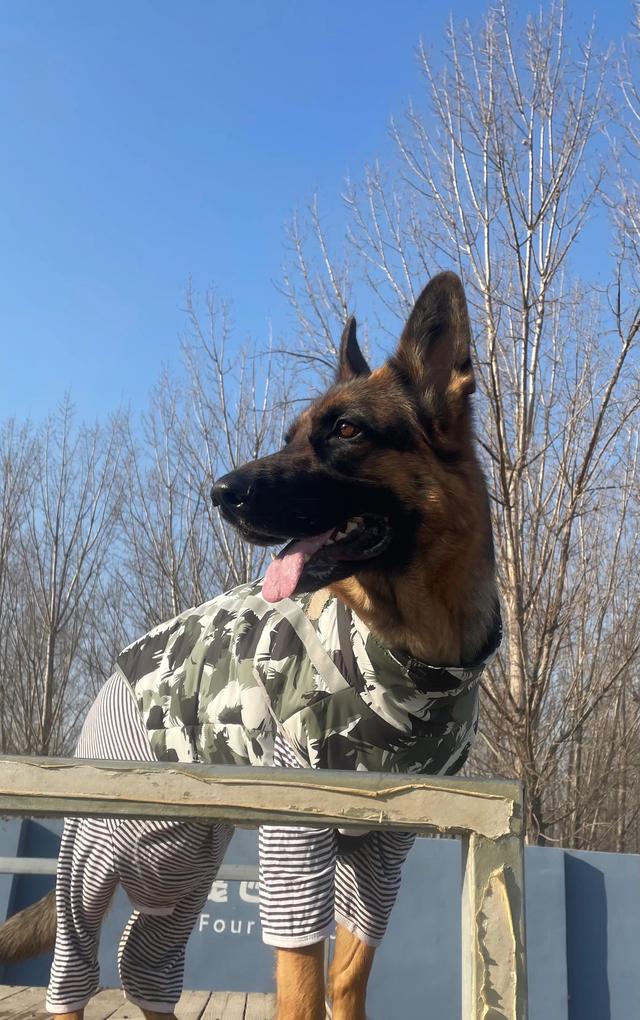 德牧的种类大全(德牧小白的成长史)(20)