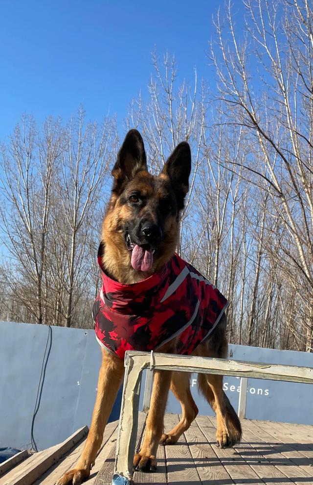 德牧的种类大全(德牧小白的成长史)(19)