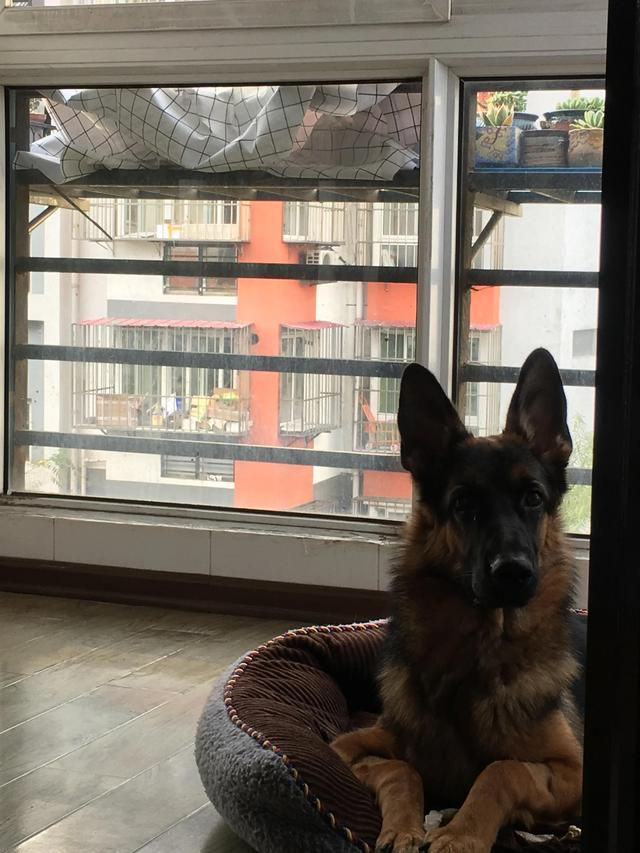 德牧的种类大全(德牧小白的成长史)(9)