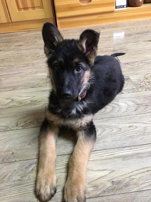 德牧的种类大全(德牧小白的成长史)(2)