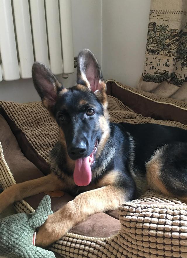 德牧的种类大全(德牧小白的成长史)(4)