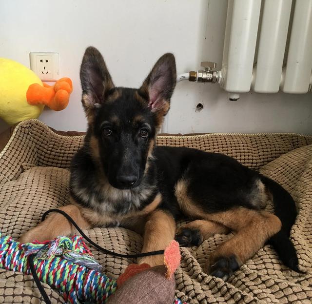 德牧的种类大全(德牧小白的成长史)(5)