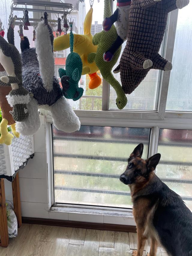 德牧的种类大全(德牧小白的成长史)(17)