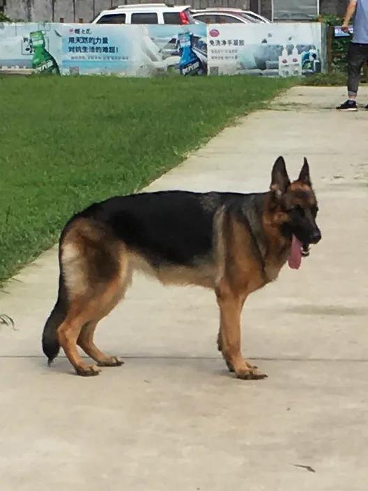 德牧的种类大全(德牧小白的成长史)(15)