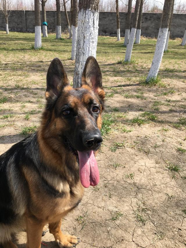 德牧的种类大全(德牧小白的成长史)(12)