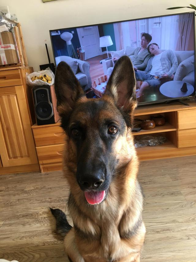 德牧的种类大全(德牧小白的成长史)(10)