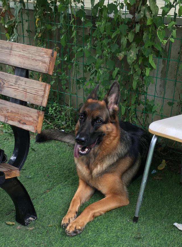 德牧的种类大全(德牧小白的成长史)(14)