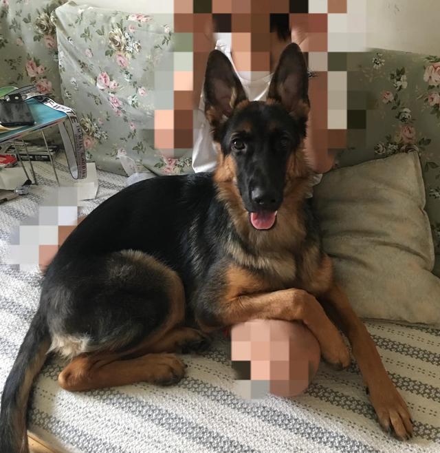 德牧的种类大全(德牧小白的成长史)(6)