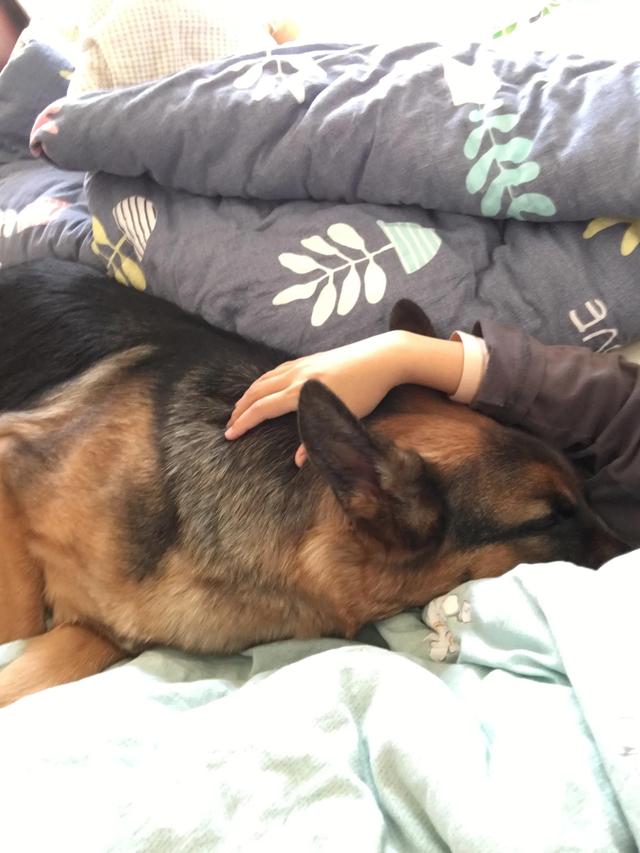 德牧的种类大全(德牧小白的成长史)(11)