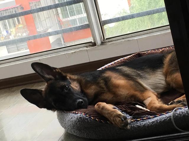 德牧的种类大全(德牧小白的成长史)(8)