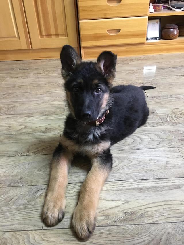 德牧的种类大全(德牧小白的成长史)(1)