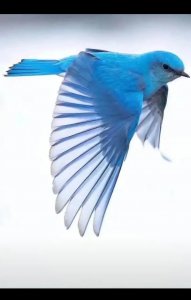 ​一生只会遇见一次知更鸟