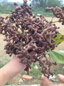 ​鸡爪梨是什么植物？鸡爪梨是坚果吗？