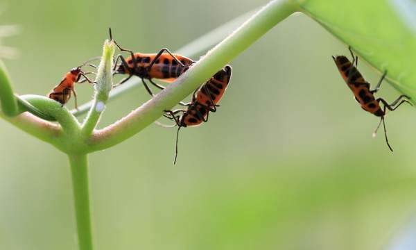白露的风俗食物,白露节气吃什么食物养生图9