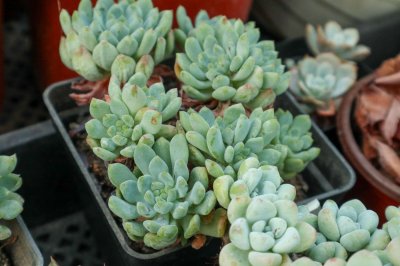 ​带你去神奇的南非看多肉，大开眼界！