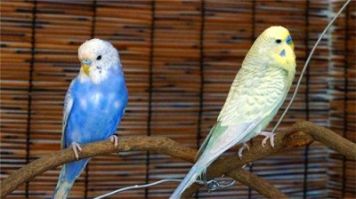 ​0715期大头虎皮鹦鹉1920P高清萌宠壁纸海报欣赏