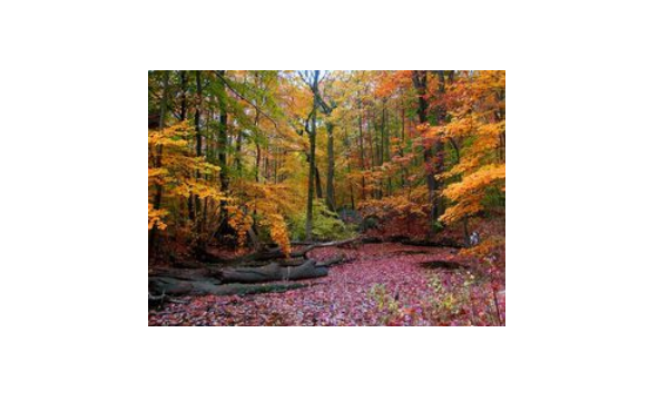 秋天是几月到几月,秋天是哪几个月图1