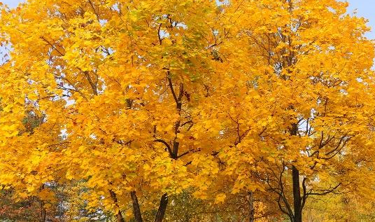 秋天是几月到几月,秋天是哪几个月图3