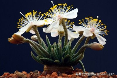 ​形状奇特的多肉韧锦开花较美，怎么养殖才好呢？