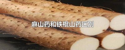 ​麻山药和铁棍山药区别哪个营养好 河北麻山药和铁棍山药区别