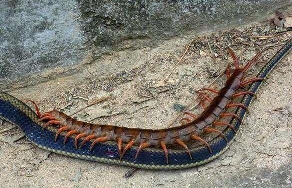 宠物蜈蚣吃什么