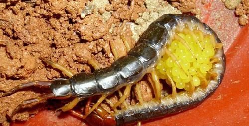 蜈蚣晚上在吃什么