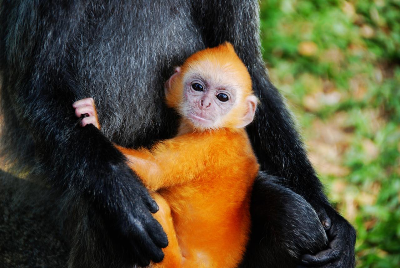 2年属猴一生三大劫2025