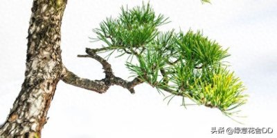 ​松树盆景的制作，给你的生活带来乐趣