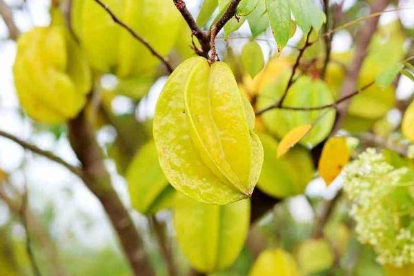 杨桃皮能不能吃 杨桃怎么处理才能吃