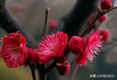 ​朱砂梅好看，养殖却是个难题，令人头疼的朱砂梅到底要如何养殖？