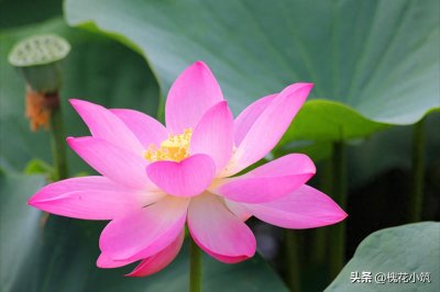 ​屁股开花了怎么办？请看油炸包子的《莲花宝鉴》