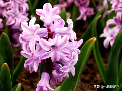 ​365天，365个生日，365朵生日花，看看哪朵是你的专属生日花3月