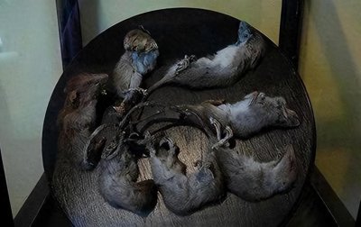 ​几十只老鼠将尾巴缠绕打死结，活活饿死也不分开，他们为何这样做