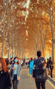 ​万人涌入紧急限流！法桐让黄河迎宾馆突成“郑州网红打卡地”?