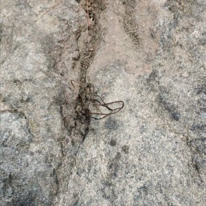 ​铁线虫为什么软硬变化那么大，究竟能硬到什么程度，为何那么硬？