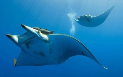 ​让人起鸡皮疙瘩的魔鬼鱼