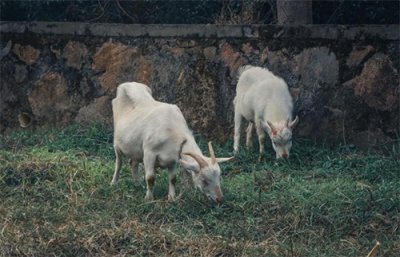 ​堂弟满周岁时，二叔意外离世二婶改嫁，我娘把堂弟领家用羊奶喂他