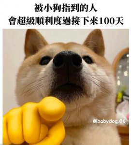 ​谢谢小狗是什么意思什么梗 快说谢谢小狗是什么梗？