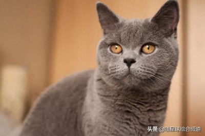 ​你必须了解关于英国短毛猫的一切