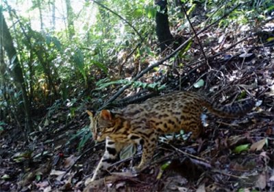 ​甘肃会宁发现“石虎”，偷偷下山潜入村庄，养鸡场的鸡接连被吃