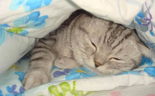 抖音老太太钻被窝下一句 老太太钻被窝出自哪里