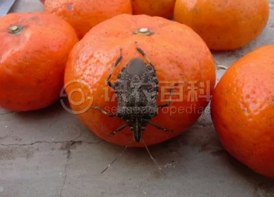 ​每日一虫：麻皮蝽