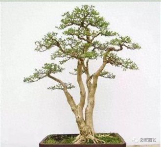 ​一组盆景佳作欣赏，咫尺黄杨树，根古距虬龙